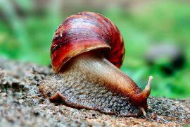 2026/02/road-salt-freshwater-snails.jpg
