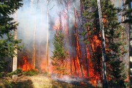 2026/02/wildfires-bird-hotspots-1.jpg