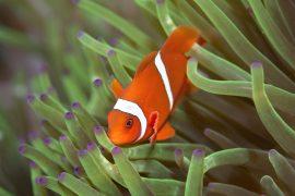 2026/02/clownfish-stripes.jpg