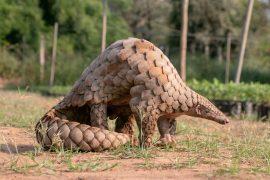2026/02/World-Pangolin-Day.jpg