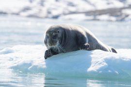 2026/02/Arctic-seal-feeding-grounds.jpg