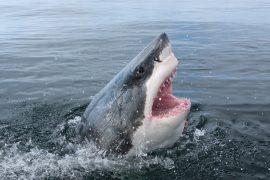 2026/02/shark-bites.jpg