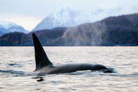 2026/02/Killer-whale-diet.jpg