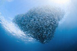 2026/02/Ocean-warming-fish-populations.jpg