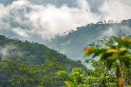 2026/02/tropical-forest-carbon-storage.jpg