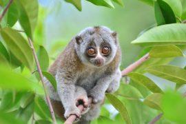 2026/02/slow-loris-rescue.jpg