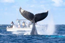 2026/02/Boats-Ocean-animals.jpg