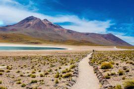 2026/03/Atacama-desert-life.jpg
