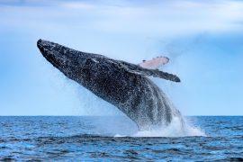 2026/03/humpback-whale-reproduction.jpg