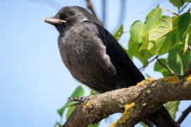 2026/03/jackdaw-chicks-predators.jpg
