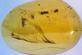 2026/03/insects-in-amber.jpg