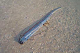 2026/03/living-oarfish-beach-legend.jpg