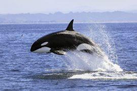 2026/03/Killer-whales-hunt.jpg