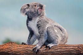 2026/03/Koala-genetic-recovery.jpg