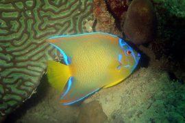 2026/03/Reef-fish-color-patterns.jpg