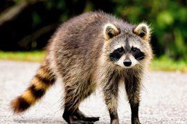 2026/03/raccoon-curiosity.jpg
