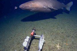 2026/03/sleeper-shark-first-antarctica-footage.jpg
