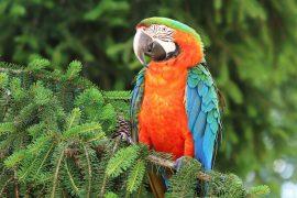 2026/03/ancient-parrot-DNA.jpg