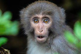 2026/03/primate-facial-expressions.jpg