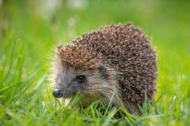 2026/03/Hedgehog-ultrasound.jpg