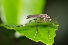 2026/03/mosquito-smell-receptor.jpg