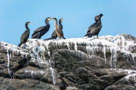 Cormorants,Birds,Colony,On,Rock,Covered,With,Guano,,Brittany,,France