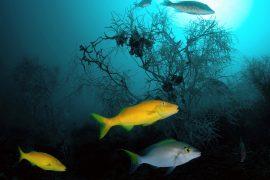 2026/03/Deep-sea-coral-reef.jpg