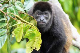 2026/03/Howler-monkey-ancestors.jpg
