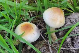 2026/03/magic-mushroom-relative.jpg