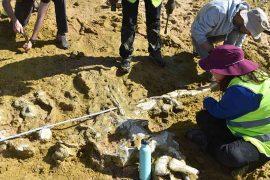 2026/03/miocene-whale-fossils-portugal-beach.jpg