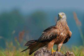 2026/03/red-kite-raptor-comeback-denmark.jpg