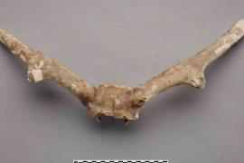 2026/03/toronto-subway-deer-ancient-dna-fossil.jpg