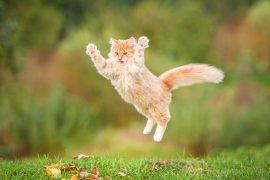 Funny,Red,Cat,Flying,In,The,Air,In,Autumn