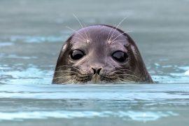 2026/03/Arctic-seals-climate-change.jpg