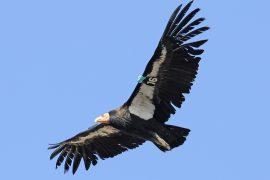 2026/03/California-condors-lead-poisoning.jpg