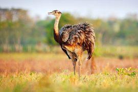 Wildlife,Scene,From,Brazil.,Bird,With,Long,Neck.,Greater,Rhea,