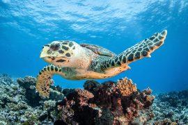 2026/03/male-sea-turtles.jpg