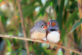 Sunda,Zebra,Finch,In,Costa,Adeje,,Spain.