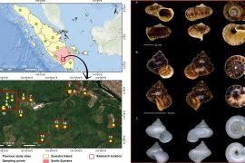 2026/03/new-snail-species-sumatra-endemic.jpg