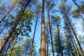 2026/03/old-growth-forests-carbon.jpg