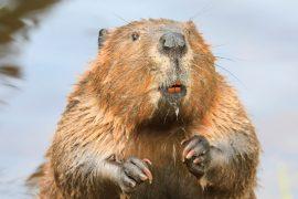2026/03/beavers-carbon-sinks.jpg
