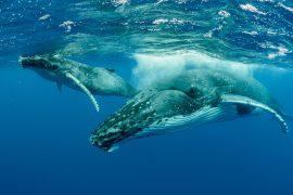 Humpback,Whales,Pacific,Ocean