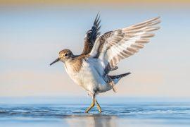 2026/03/Shorebird.jpg