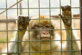 2026/03/barren-cages-animal-pain.jpg