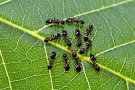 2026/03/Ant-recognition-system.jpg