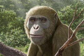 2026/03/Masripithecus-moghraensis.jpg
