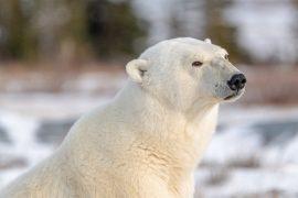 2026/03/polar-bear-Arctic-habitat.jpg