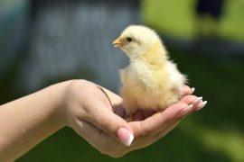2026/03/Chicks-human-touch.jpg