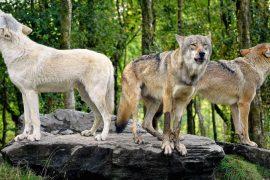 2026/03/urban-wolves-learning-human-behavior.jpg