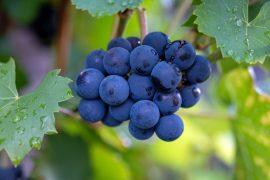 Vineyards,With,Ripe,Blue,Pinot,Noir,Spatburgunder,Grapes,,Rows,Of
